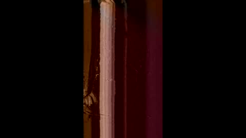 Snapshot of corradog83 chatting on 8, 2, 2025 Corrado online show from 8, 2, 2025