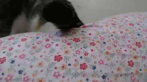 cristiyna36 online show from 25, 3, 2026