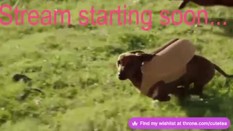 Cutetea online show from 9, 12, 2024