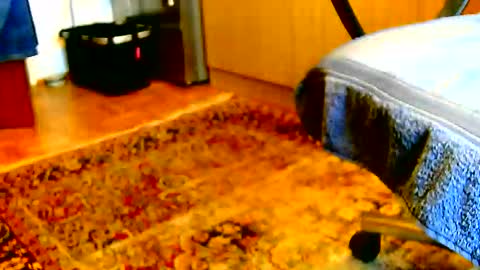 Dammerl online show from 2, 12, 2025