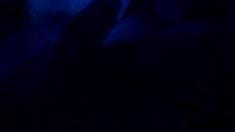 DanAmp online show from 22, 12, 2025