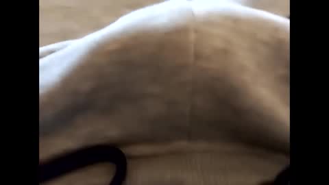 deliv_shopi online show from 22, 2, 2026