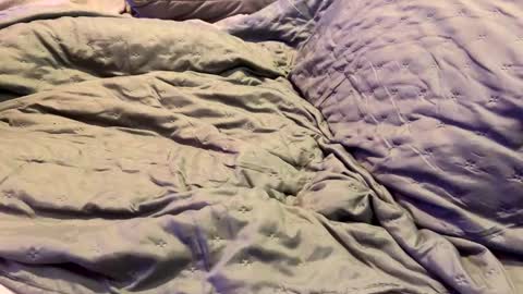 dicapri91 online show from 17, 1, 2025