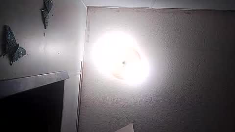 dixonbird41 online show from 10, 3, 2026