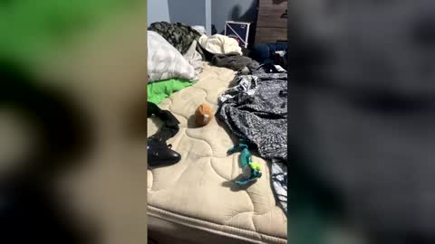 sissyginger online show from 3, 4, 2026