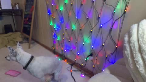 elle online show from 5, 2, 2026