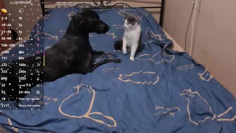 Snapshot of eva_zero chatting on 3, 3, 2026 Eva online show from 3, 3, 2026