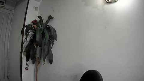 evacollins12 online show from 22, 12, 2024