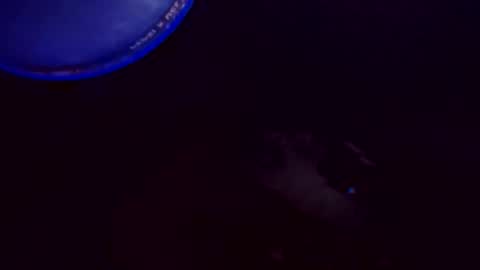 flashitorelindo online show from 24, 11, 2025