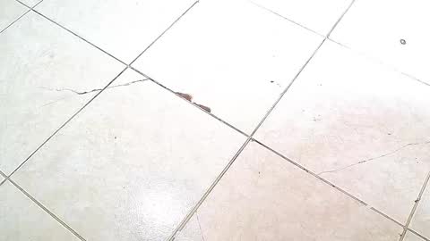 Snapshot of flyckers chatting on 6, 10, 2025 flyckers online show from 6, 10, 2025