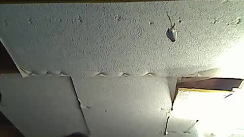 fromanotherplanet24 online show from 17, 3, 2026