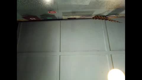 Warwick online show from 29, 9, 2025