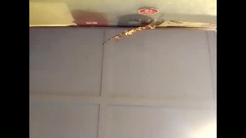 Warwick online show from 16, 10, 2025