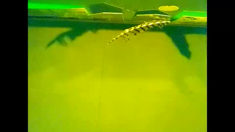 Warwick online show from 22, 10, 2025