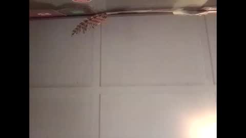 Warwick online show from 30, 10, 2025