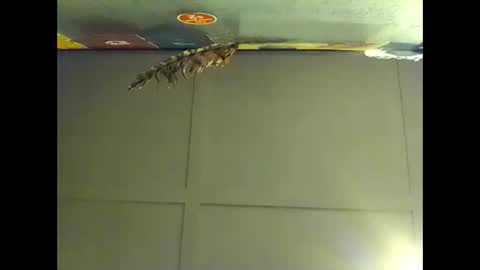 Warwick online show from 1, 11, 2025