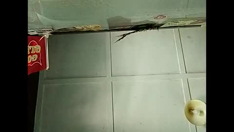 Warwick online show from 3, 12, 2025