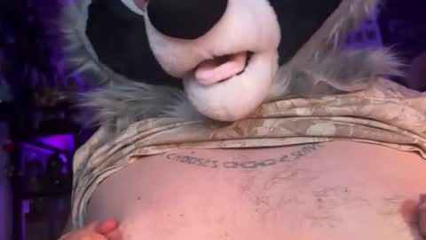 Zaboo Raccoon online show from 20, 6, 2026