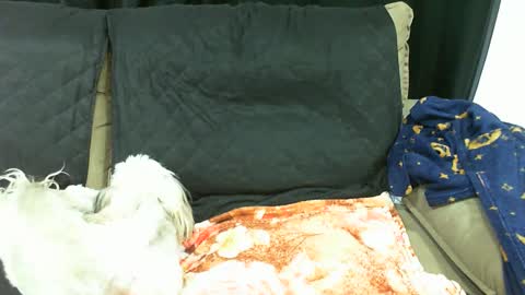 Snapshot of gabibrasil chatting on 13, 1, 2025 gaby layla online show from 13, 1, 2025