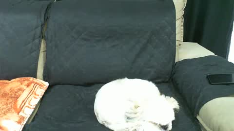 Snapshot of gabibrasil chatting on 21, 1, 2025 gaby layla online show from 21, 1, 2025
