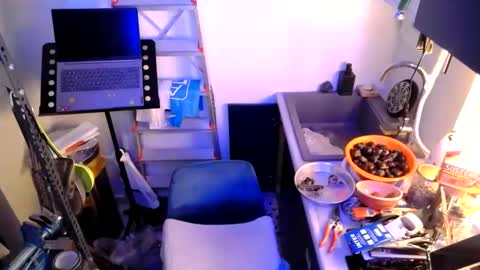 georgempt online show from 12, 1, 2025