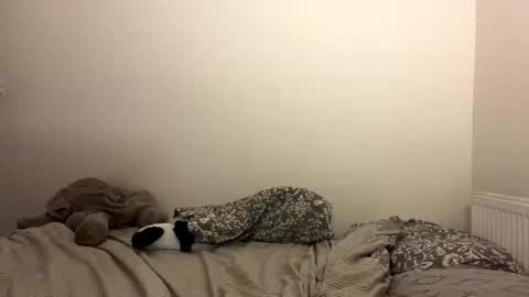 Snapshot of ghostpetal chatting on 29, 10, 2025 ghostpetal online show from 29, 10, 2025