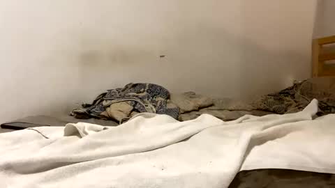 Snapshot of goldmedalexcellent chatting on 15, 1, 2026 Goldmedal online show from 15, 1, 2026