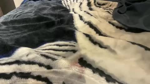 gumbywanna online show from 24, 10, 2025