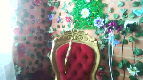 Snapshot of han_deus chatting on 25, 12, 2024 HANMy Dears make sure to follow me here create a FREE account if you dont have one and chat thank you. online show from 25, 12, 2024