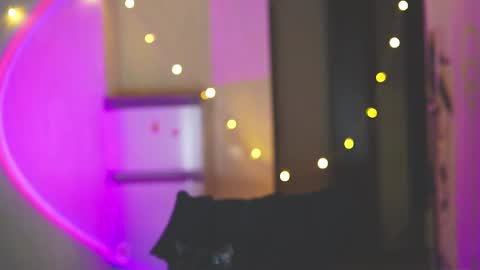 happy_cat_house2 online show from 11, 12, 2024