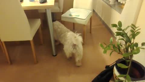 harald1234 online show from 1, 12, 2025