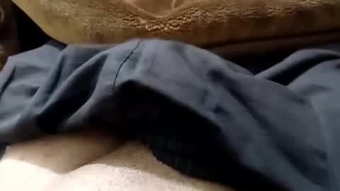 hash86194455 online show from 12, 2, 2025