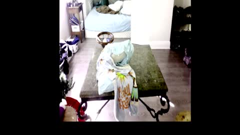 HenryFlapper online show from 4, 1, 2025