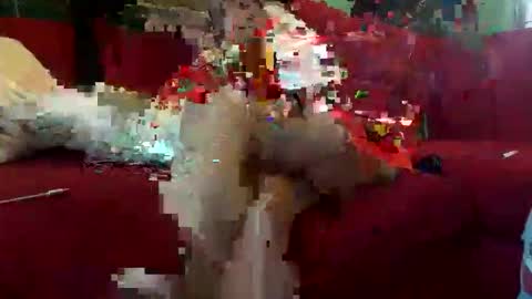 INMIRREY online show from 8, 5, 2026