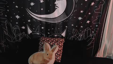 Snapshot of isabella__dark chatting on 7, 1, 2025 online show from 7, 1, 2025
