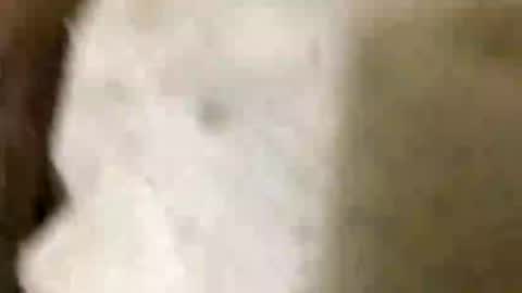 Jaaltar online show from 8, 1, 2026