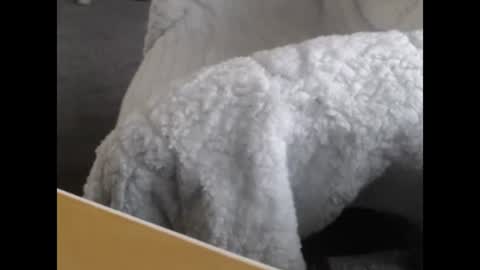 sissy gurl online show from 12, 12, 2024