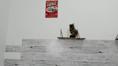 Jaycreedd online show from 7, 3, 2025