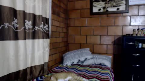 joseph online show from 10, 11, 2025