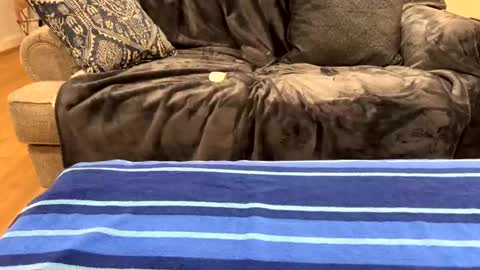 justuravgdad  justuravgmom online show from 17, 2, 2025