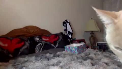 justicee4all online show from 16, 1, 2026