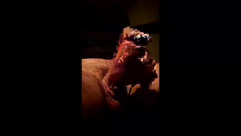 Kitkat loco online show from 11, 1, 2026