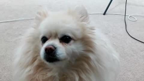 Snapshot of laceyphoenix1 chatting on 4, 3, 2025 Lacey Phoenix online show from 4, 3, 2025