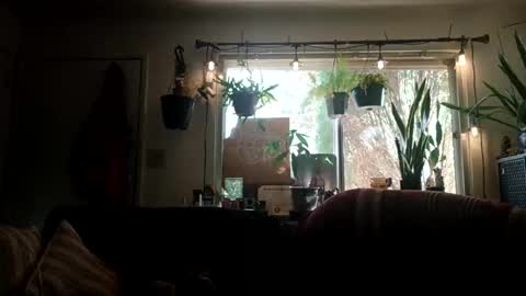 lacybell online show from 21, 9, 2025