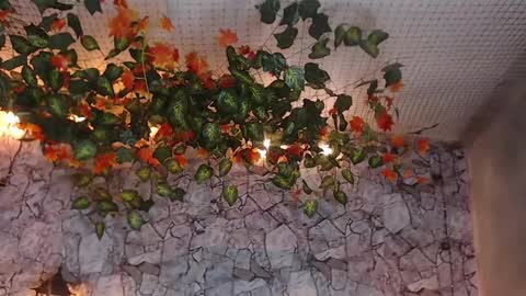 Snapshot of lancelot_benwick chatting on 7, 1, 2025 Lancelot Benwick online show from 7, 1, 2025