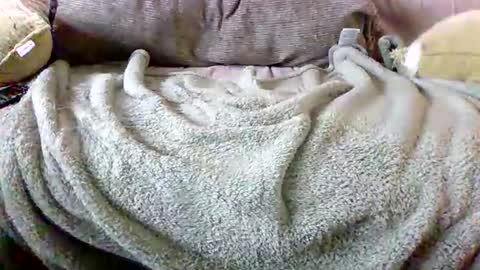 Bills Mafia online show from 3, 3, 2026