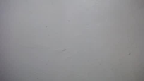 lisa_branch online show from 7, 1, 2026