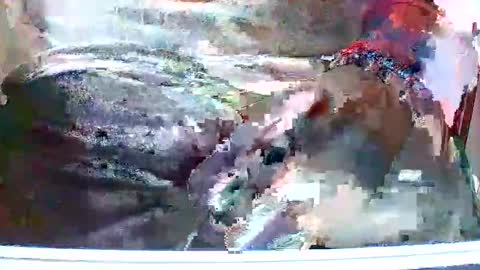 loboxavi online show from 13, 11, 2025