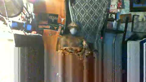 Snapshot of longloadedtx chatting on 22, 10, 2025 Mr. FogoDeChao online show from 22, 10, 2025