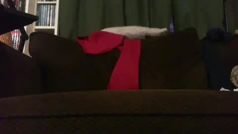 longlorne online show from 18, 11, 2025